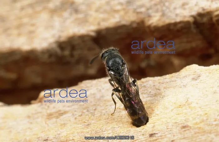 : Kleptoparasitic WASP - laying egg in bee nest : Kleptoparasitic WASP - laying egg in bee nest