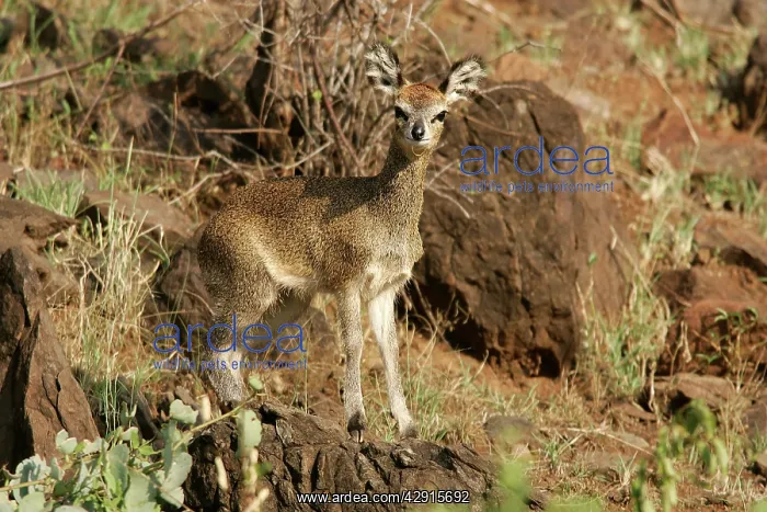 : Klipspringer : Klipspringer