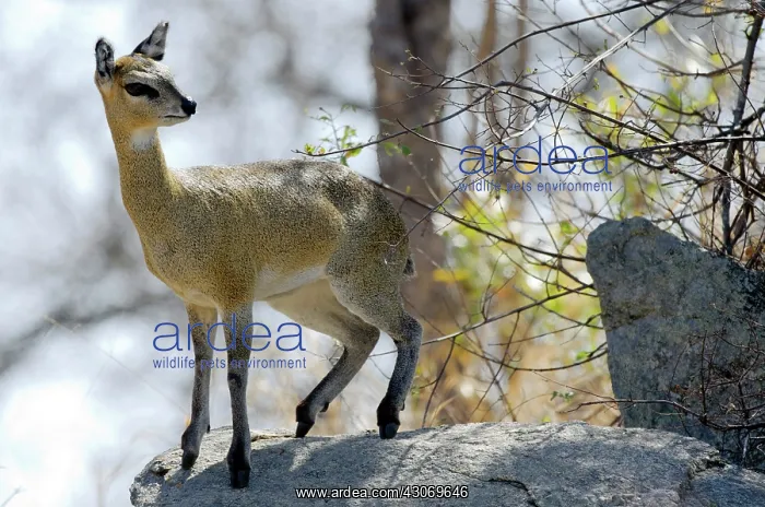 : Klipspringer : Klipspringer