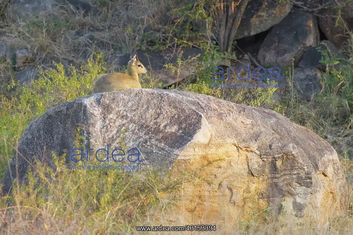: Klipspringer : Klipspringer