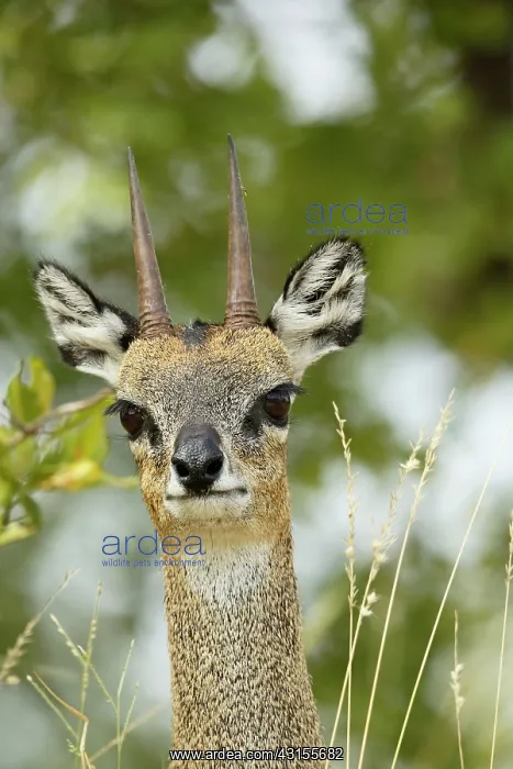 : Klipspringer : Klipspringer