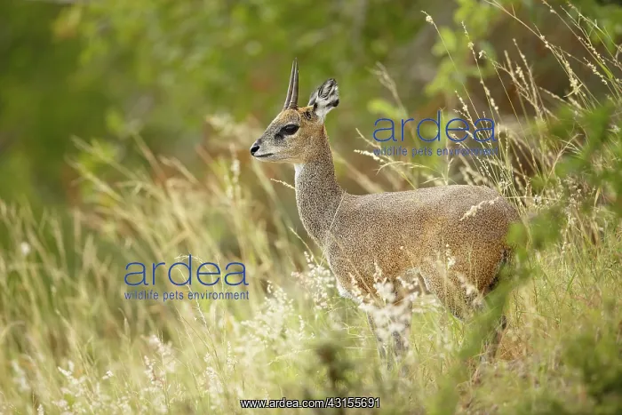 : Klipspringer : Klipspringer