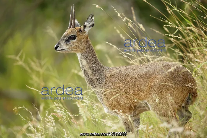 : Klipspringer : Klipspringer