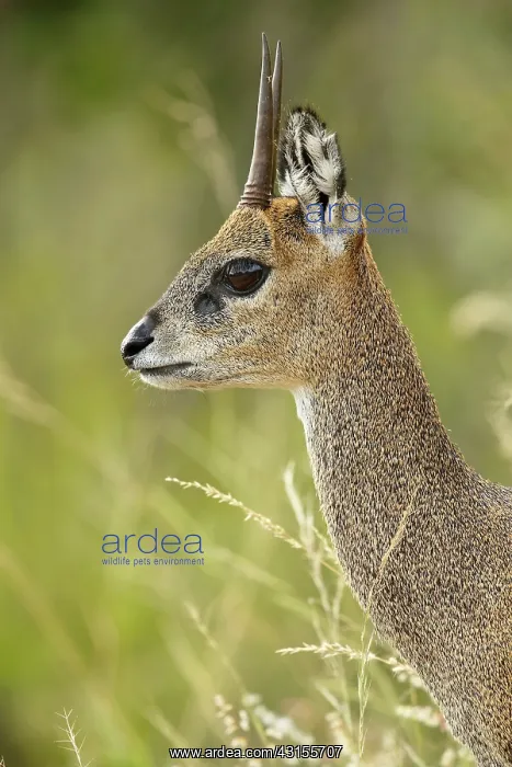 : Klipspringer : Klipspringer