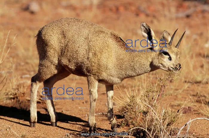 : KLIPSPRINGER - EATING PLANT : KLIPSPRINGER - EATING PLANT