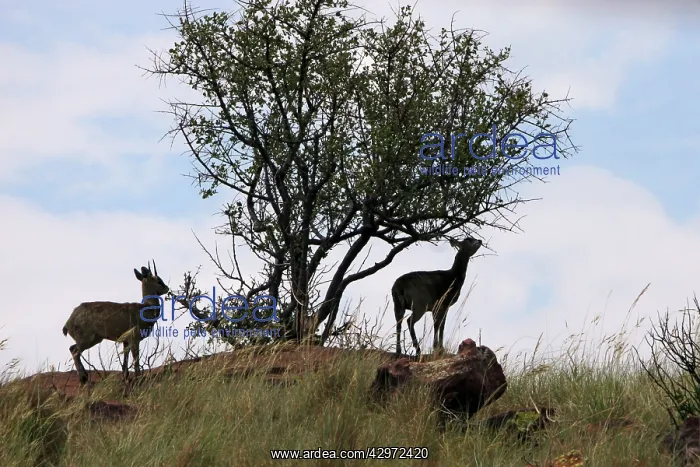  : Klipspringer - feeding at tree