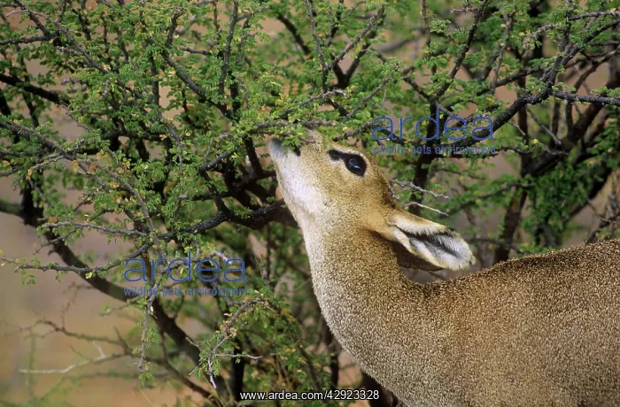 : Klipspringer - female browsing : Klipspringer - female browsing