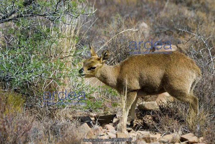 : Klipspringer - female browsing on bush. Preorbital : Klipspringer - female browsing on bush. Preorbital