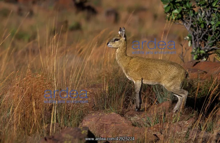 : KLIPSPRINGER - Female, standing within grass : KLIPSPRINGER - Female, standing within grass