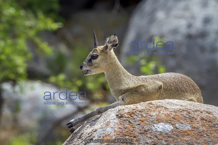 : Klipspringer in Kruger National park, South Africa : Klipspringer in Kruger National park, South Africa