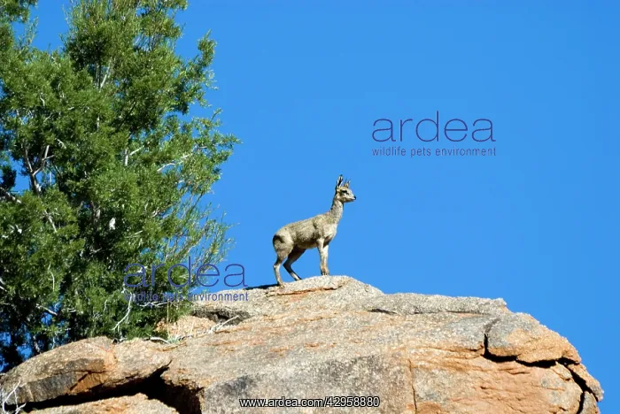 : Klipspringer male standing sentinel and advertising : Klipspringer male standing sentinel and advertising
