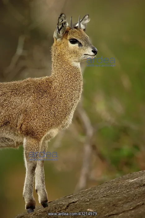 : Klipspringer, Oreotragus oreotragus, Serengeti : Klipspringer, Oreotragus oreotragus, Serengeti