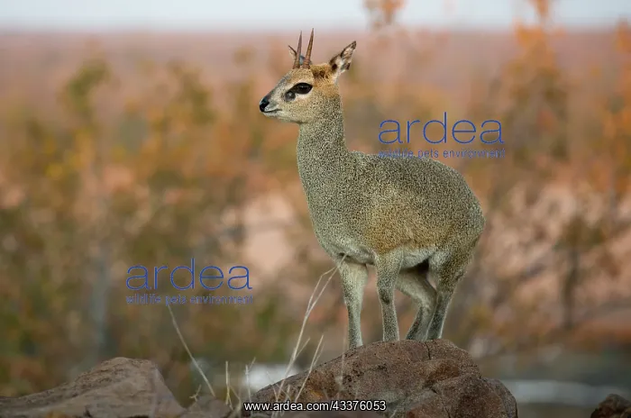 : Klipspringer - on rocks - Kruger National Park : Klipspringer - on rocks - Kruger National Park