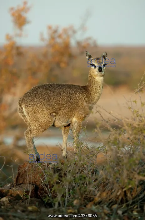 : Klipspringer - on rocks - Kruger National Park : Klipspringer - on rocks - Kruger National Park