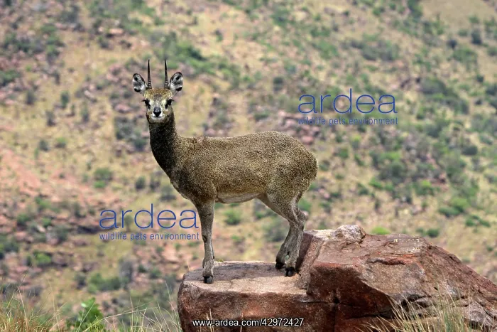 : Klipspringer - stand on the tips of their hooves : Klipspringer - stand on the tips of their hooves