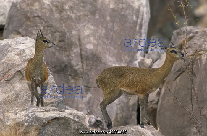 : Klipspringer - Standing on rocks : Klipspringer - Standing on rocks