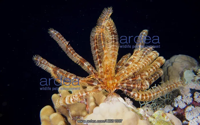 : Klunzinger's hair star (Lamprometra klunzingeri) : Klunzinger's hair star (Lamprometra klunzingeri)