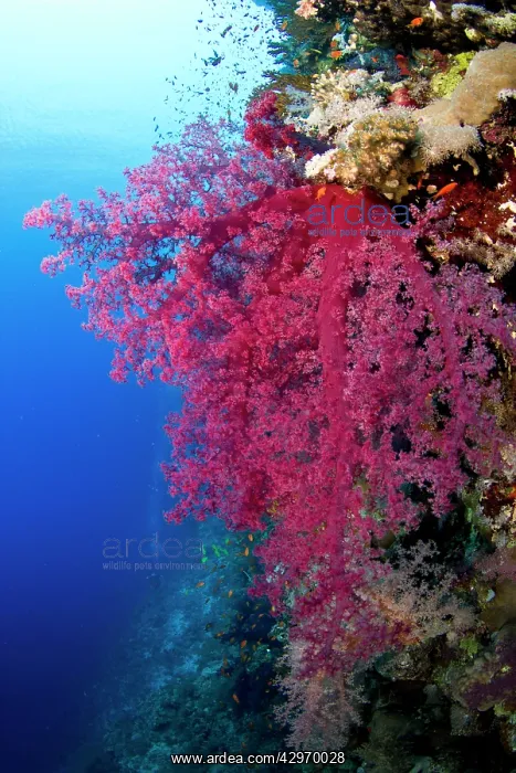: Klunzinger's Soft Coral : Klunzinger's Soft Coral