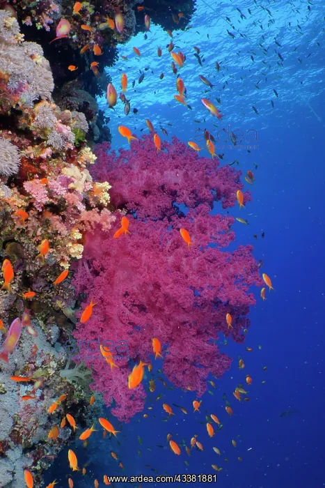 : Klunzinger's Tree Coral (Dendronephthya klunzingeri) : Klunzinger's Tree Coral (Dendronephthya klunzingeri)
