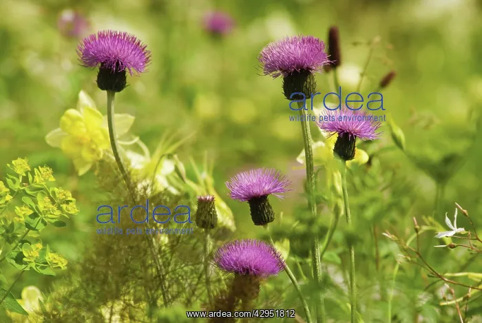 : Knapweed, Centaurea nigra : Knapweed, Centaurea nigra