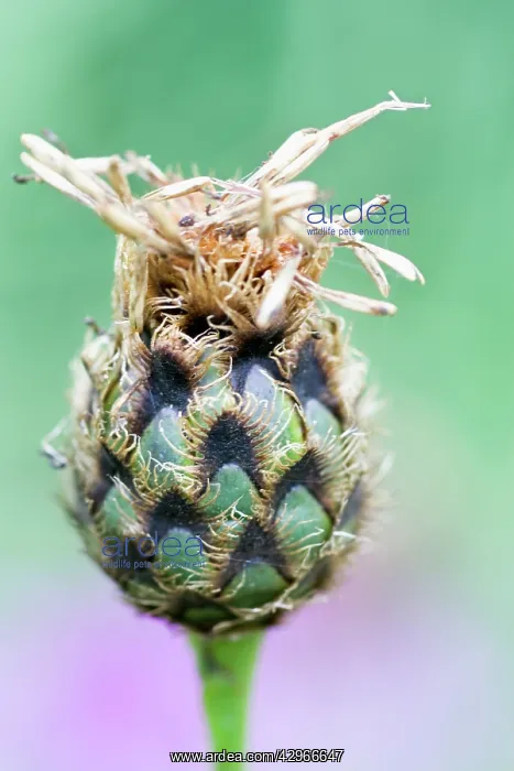 : Knapweed, Centaurea : Knapweed, Centaurea