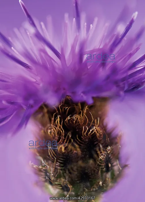 : Knapweed, Centaurea nigra : Knapweed, Centaurea nigra