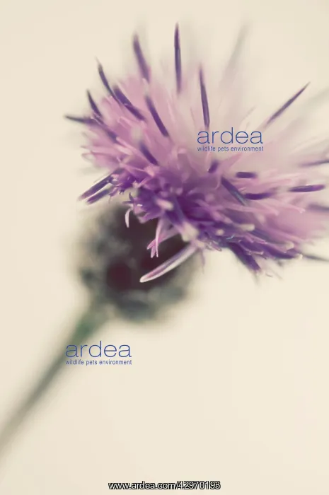 : Knapweed, Centaurea nigra : Knapweed, Centaurea nigra