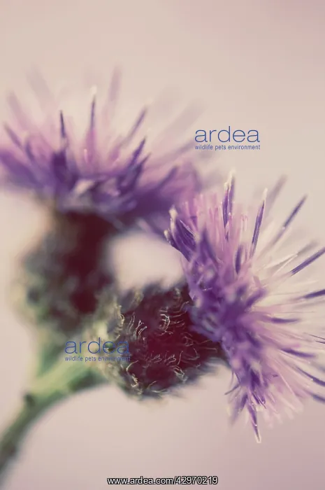 : Knapweed, Centaurea nigra : Knapweed, Centaurea nigra