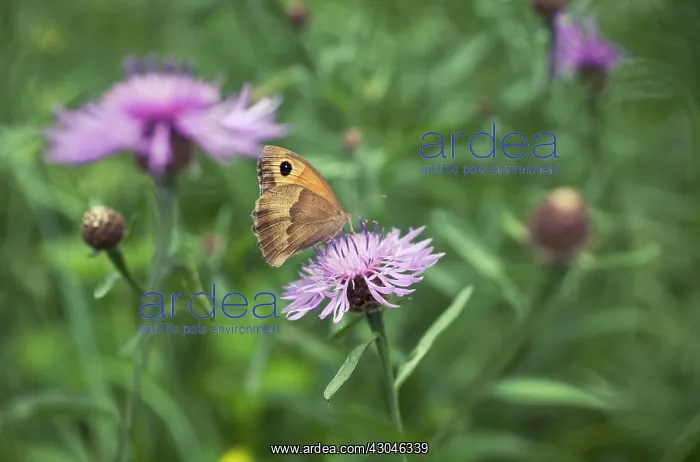 : Knapweed, Centaurea nigra : Knapweed, Centaurea nigra