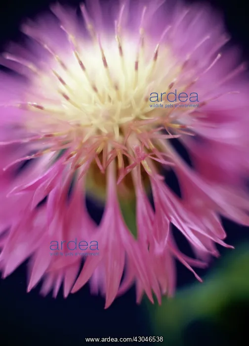  : Knapweed. Centaurea pulcherrima