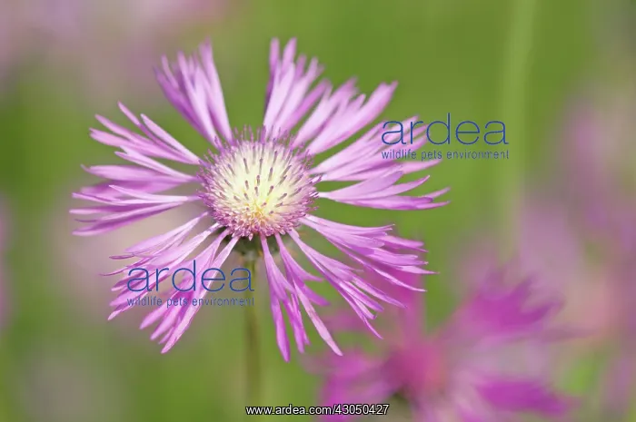 : Knapweed, Centaurea : Knapweed, Centaurea