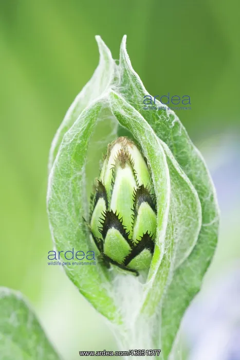 : Knapweed, Centaurea : Knapweed, Centaurea