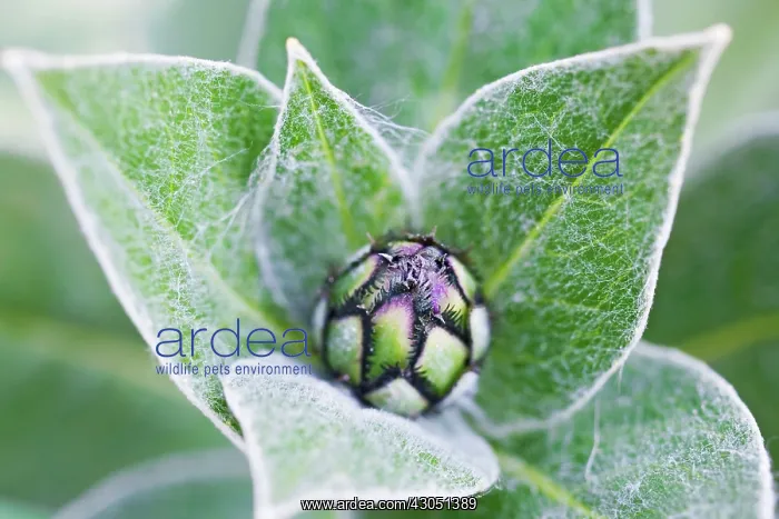 : Knapweed, Centaurea : Knapweed, Centaurea