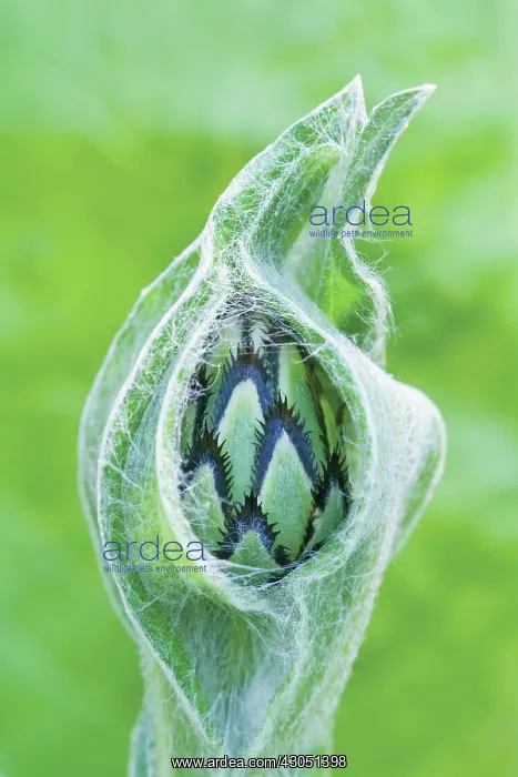 : Knapweed, Centaurea : Knapweed, Centaurea