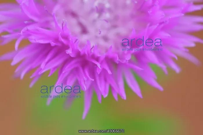 : Knapweed, Centaurea nigra : Knapweed, Centaurea nigra