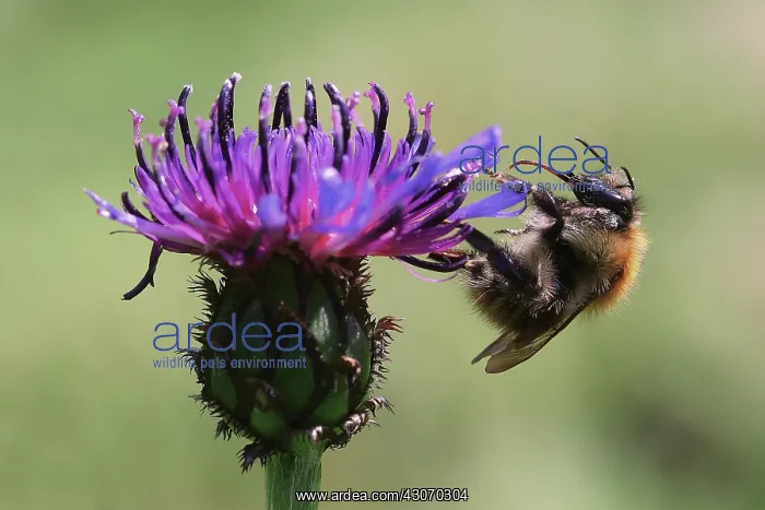 : Knapweed, Centaurea nigra : Knapweed, Centaurea nigra