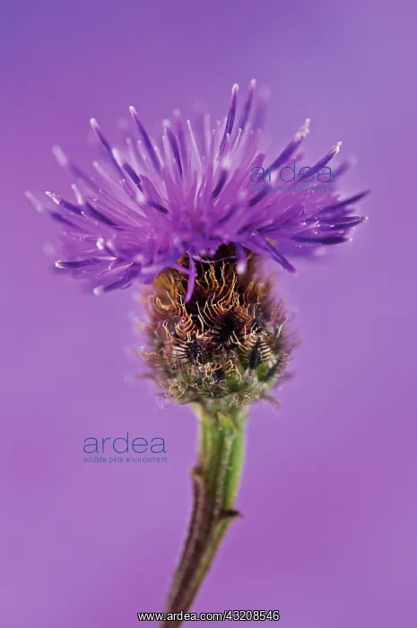 : Knapweed, Centaurea nigra : Knapweed, Centaurea nigra