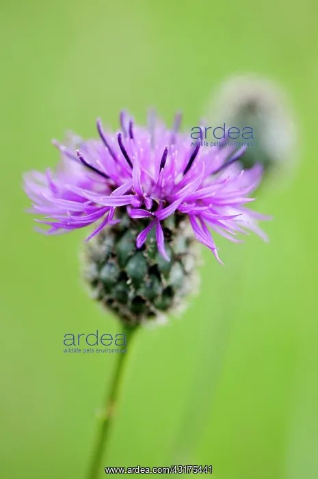 : Knapweed, Black knapweed, Centaurea nigra : Knapweed, Black knapweed, Centaurea nigra