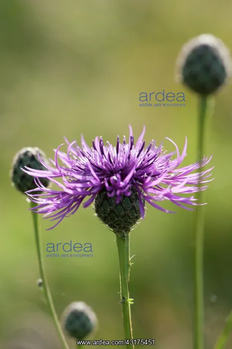 : Knapweed, Black knapweed, Centaurea nigra : Knapweed, Black knapweed, Centaurea nigra
