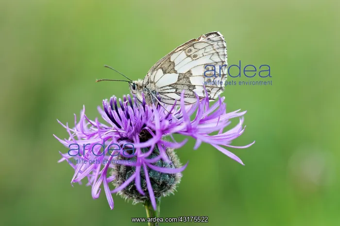 : Knapweed, Black knapweed, Centaurea nigra, with Marbled Whit : Knapweed, Black knapweed, Centaurea nigra, with Marbled Whit