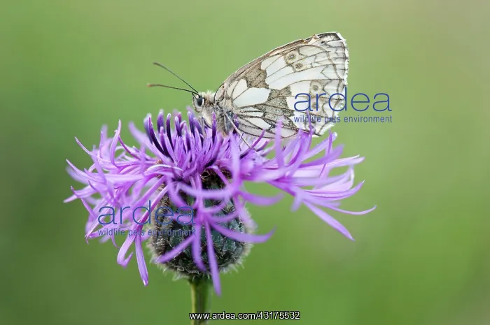 : Knapweed, Black knapweed, Centaurea nigra, with Marbled Whit : Knapweed, Black knapweed, Centaurea nigra, with Marbled Whit