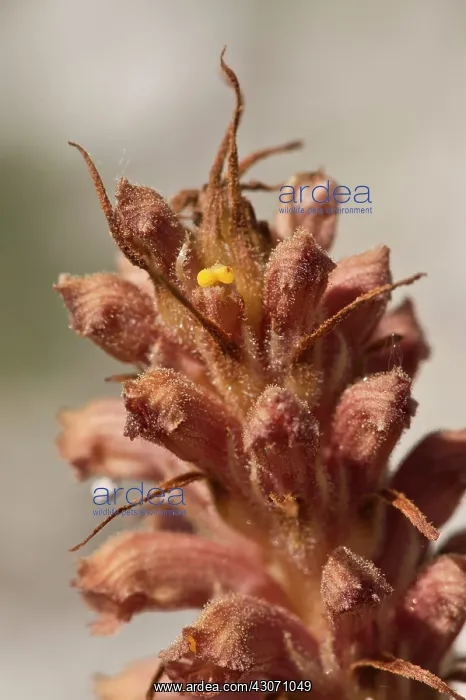 : Knapweed Broomrape (Orobanche elatior). Holtug Kridtbrud : Knapweed Broomrape (Orobanche elatior). Holtug Kridtbrud