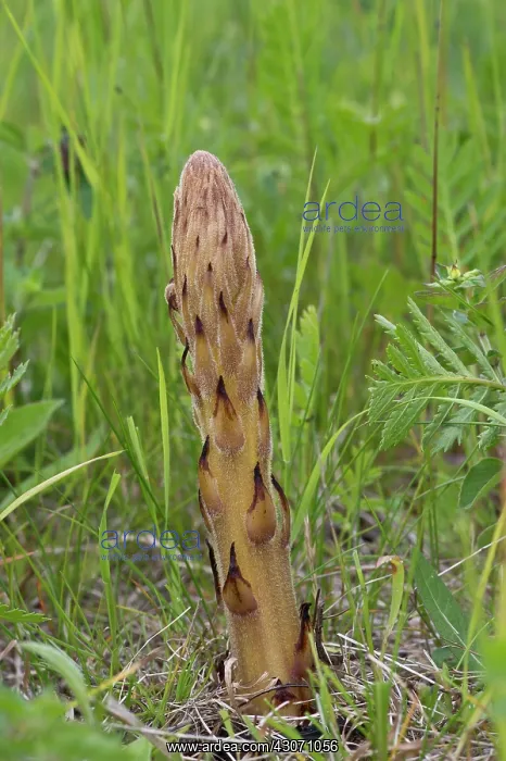 : Knapweed Broomrape (Orobanche elatior). Holtug Kridtbrud : Knapweed Broomrape (Orobanche elatior). Holtug Kridtbrud
