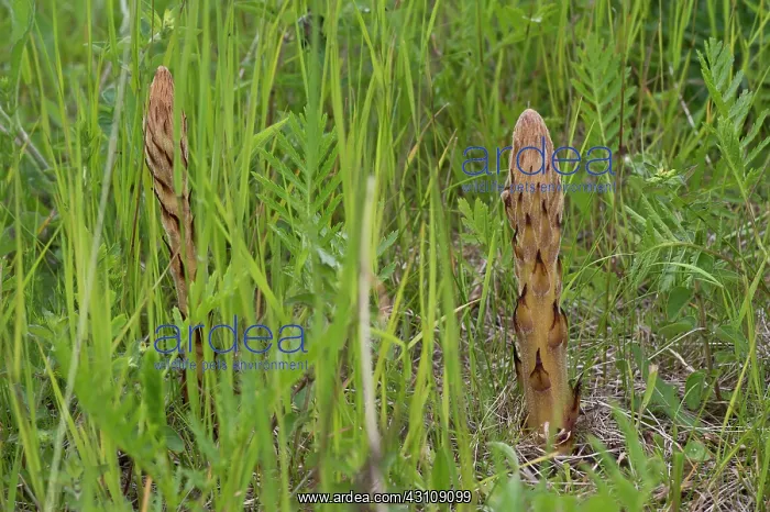 : Knapweed Broomrape (Orobanche elatior). Holtug Kridtbrud : Knapweed Broomrape (Orobanche elatior). Holtug Kridtbrud