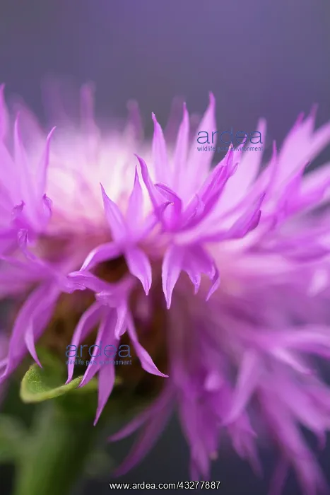  : Knapweed, Centaurea cultivar, Mauve subject