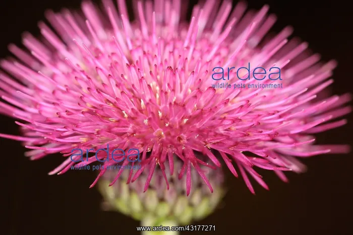 : Knapweed, Centaurea nigra, Close up of spiky pink : Knapweed, Centaurea nigra, Close up of spiky pink