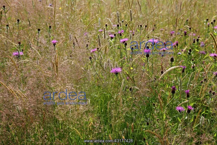 : Knapweed, Centaurea nigra, Wild flower meadow in : Knapweed, Centaurea nigra, Wild flower meadow in