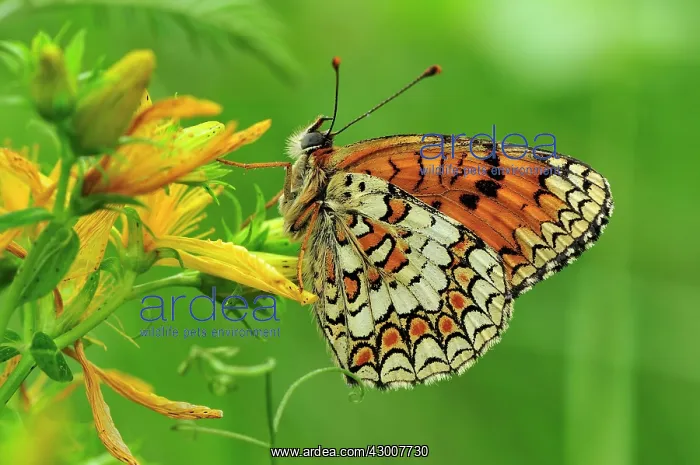 : Knapweed Fritillary : Knapweed Fritillary