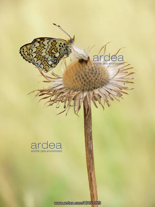 : Knapweed Fritillary : Knapweed Fritillary