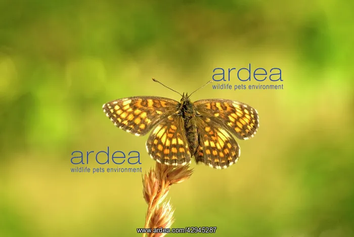 : Knapweed fritillary - Upperside resting on seed head : Knapweed fritillary - Upperside resting on seed head